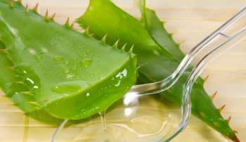 Lợi ích của Aloe Vera